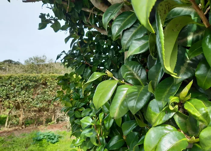 O Pomar Do Gasparinho Ferienhaus *