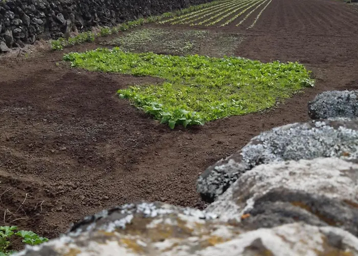 O Pomar Do Gasparinho Ferienhaus Santa Cruz da Graciosa