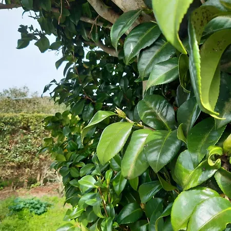 O Pomar Do Gasparinho Ferienhaus *